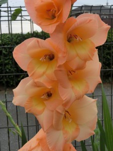 花②